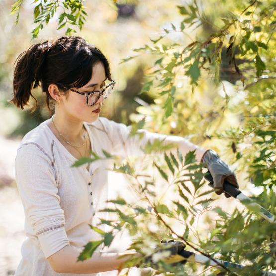 An individual pruning a plant